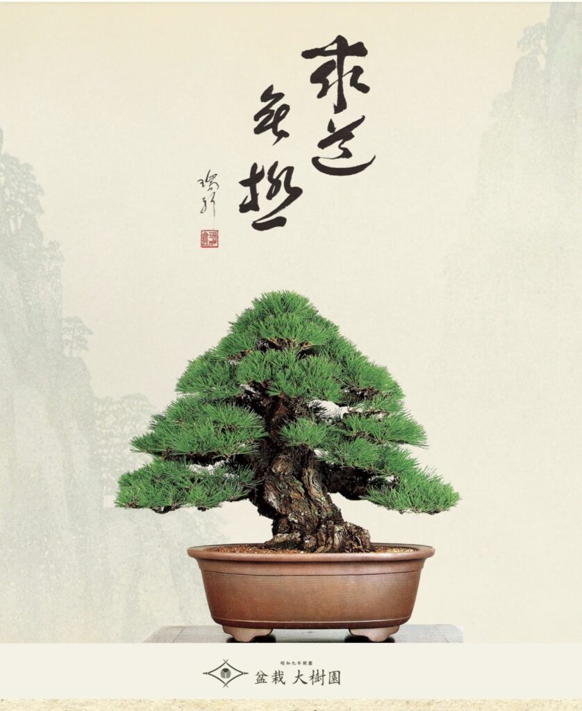 盆栽大樹木園様